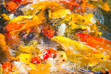 Beautiful colorful Koi Fish swimming