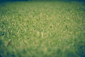 green grass
