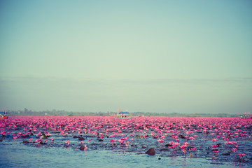 Pink water lily with purple flowers bloom on lake