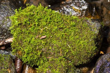 Natural moss covered a stones in winter forest