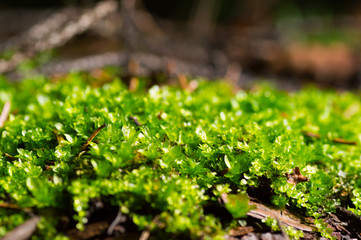 Natural moss covered a stones in winter forest