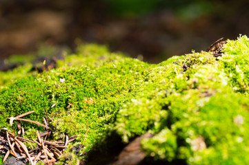 Natural moss covered a stones in winter forest