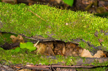 Natural moss covered a stones in winter forest