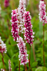 Polygonum offine in garden. Flower of polygonum offine. Medicinal plants in the garden.