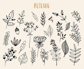 Poster Hand drawn autumn  collection with seasonal plants and leaves © lilett