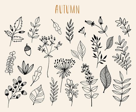 Hand drawn autumn  collection with seasonal plants and leaves