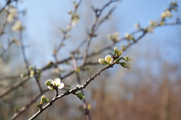 twig with white buds and flowers of a zwetschge tree