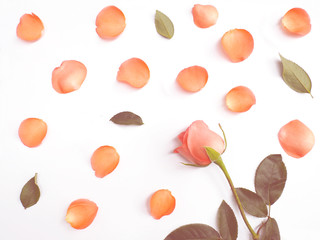 Close up roses with petals and green leaves on white  background for Valentine's day background. Top view.