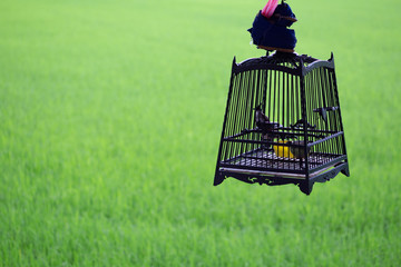 bird raising as a hobby in Thailand