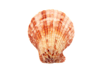 Beautiful seashell isolated on white background close-up