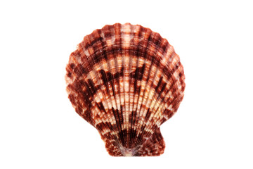 Beautiful seashell isolated on white background close-up