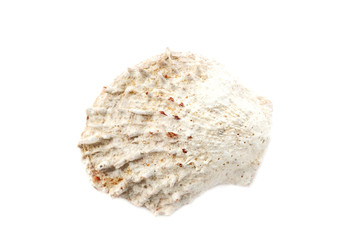 Beautiful seashell isolated on white background close-up