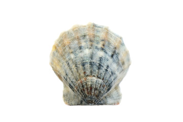 Beautiful seashell isolated on white background close-up