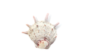 Beautiful seashell isolated on white background close-up