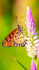 butterfly on a flower