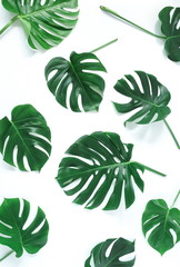 tropical green monstera leaves , branches pattern isolated on a white background. top view.copy space.abstract.