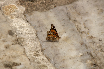 Butterfly close-up. On the white stone