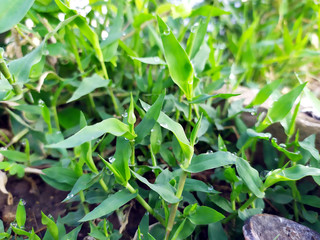 rain drops on small green leafs