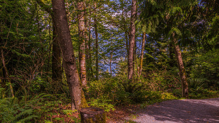 Mossy Trees On TransCanada Trail At Burnaby Mountain