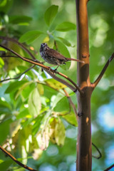 Bird on Branch Looking Into Camera Portrait