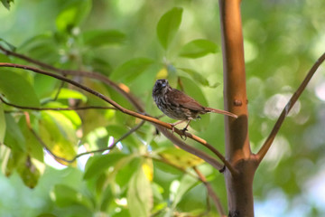 Fototapeta premium Bird on Branch Looking Into Camera