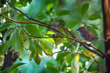 Bird on Right Side of Branch