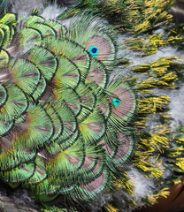 Obraz premium Beautiful colors and patterns of peacock feathers