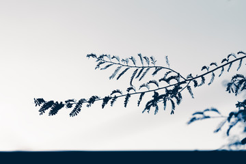 The color of the leaves that represents silence