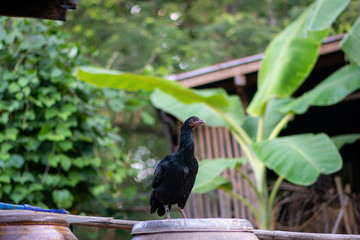 The black chicken stands, at the lid of the jar.