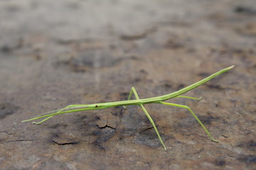 Walking stick