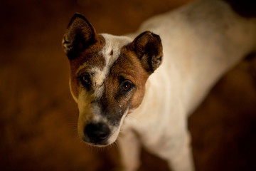 Dogs are animals that are honest, like being with people