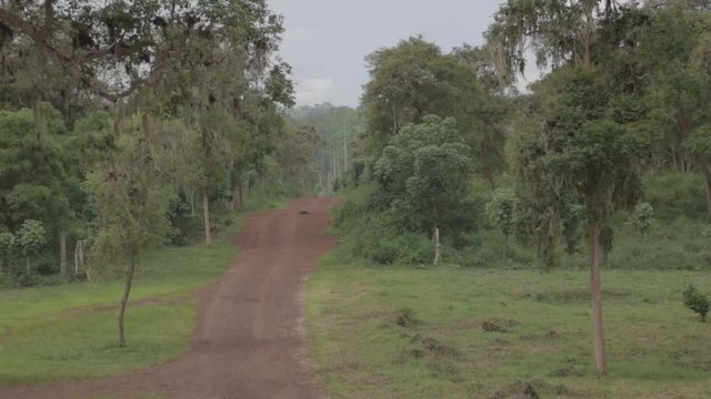 Tortoise crossing a dirt road in the Galapagos. Beautiful and wild are the natural ecosystems that exist the Gal&aacute;pagos Islands.