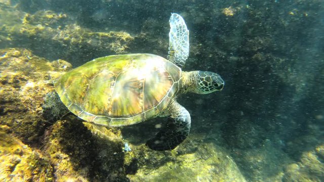 closeup underwater of baby turtle in hilo hawaii