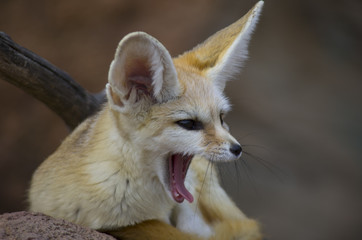 desert fox yawning