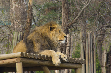 lion king resting on the wood