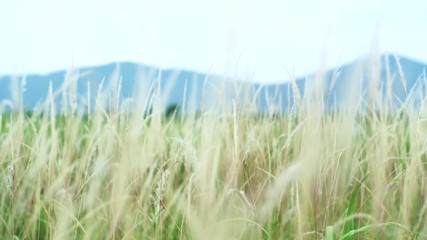 Landscape of grass weed field blow in windy day with mountain in background