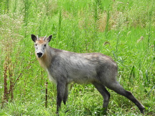 草原の二ホンカモシカ