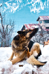 dog in snow