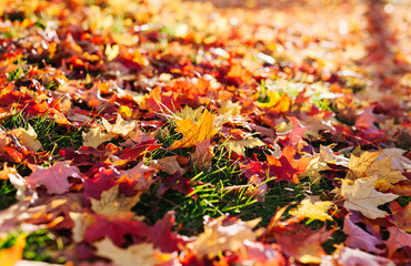Close up of red and gold autumn maple leaves on grass at sunset 