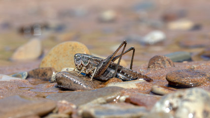  grasshopper, large locust on the seashore