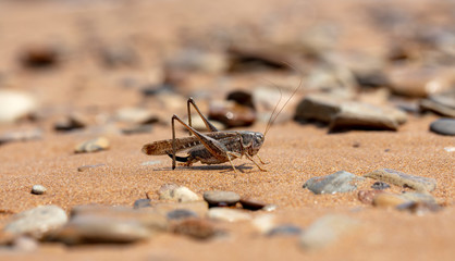  grasshopper, large locust on the seashore