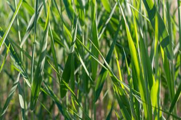 Stalks of young green grass in spring sunny day.