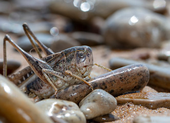  grasshopper, large locust on the seashore