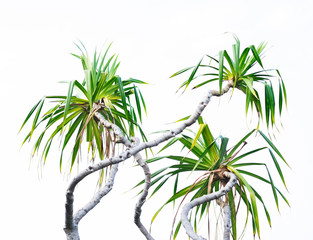 Branches of Hawaiian hala tree with leaves (lauhala) on white background