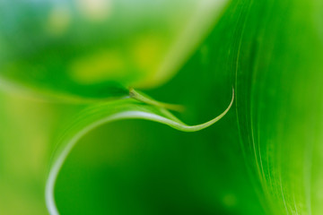 Macro close up of curled edge of green Ti plant (Cordyline fruticosa) leaf