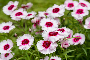 White and red flowers of Dianthus chinensis in garden in green background