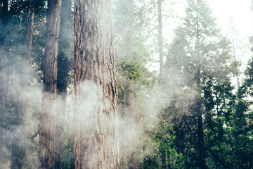 Fire smoke in sequoia redwood forest in Yosemite, California