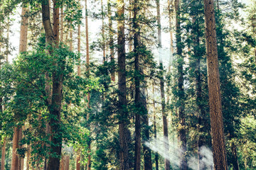 Fire smoke with rays of sun light through redwood trees in forest during fire season in California