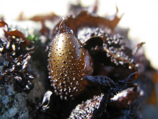 Kelp seaweed bulb close up in ocean tide pool
