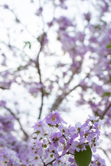 Purple flowers on a blurred background.